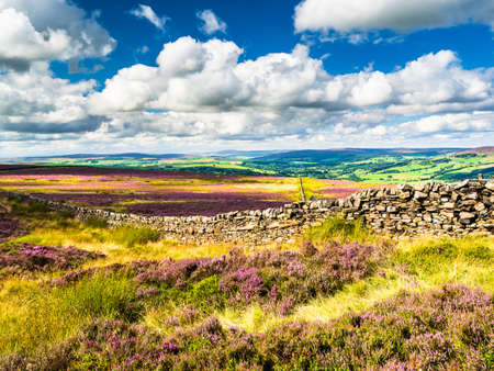 Beautiful vibrant purple heather on a lonely moor, with dramatic clouds and beautiful views.の写真素材