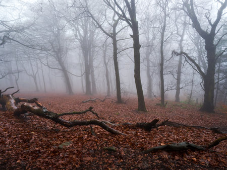 Foggy morning in the autumn forest with fallen leaves and dry branchesの写真素材