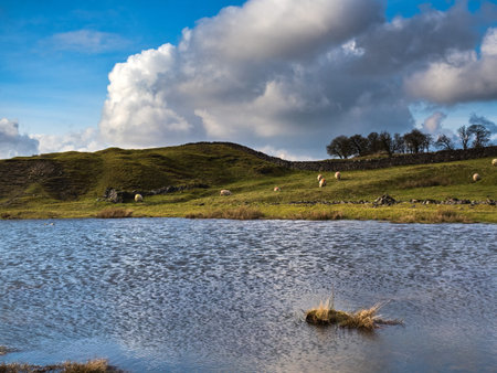 Sheep grazing in a meadow, Lake District, England, UKの写真素材