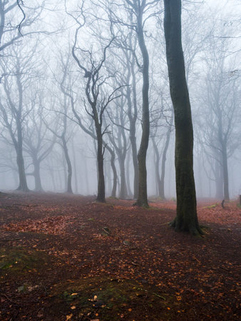 Autumn forest in the morning fog. Beautiful foggy forest.の写真素材