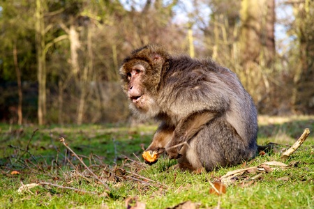 Barbary macaque monkey in the wild eating orange on the ground in grassの写真素材