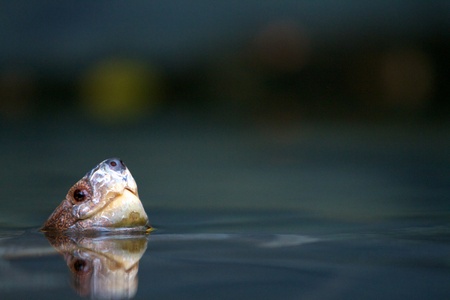 A Giant Asian Pond Turtle with copy areaの写真素材