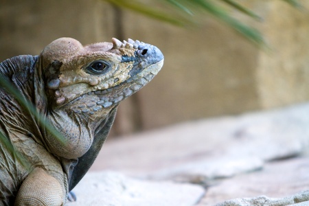 A rhinoceros iguana on a rock with space to the right for copy to be placedの写真素材