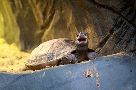 A Giant Asian Pond Turtle laughing at cameraの写真素材