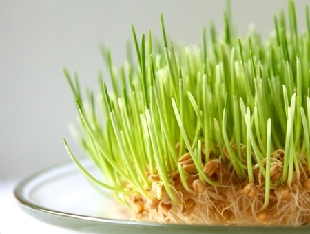 Green sprouts of wheatの写真素材