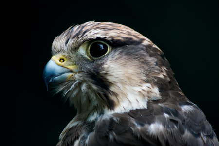 A bird of prey- the Lanner Falcon resting at Wildwood Escot, Devon, UKの写真素材