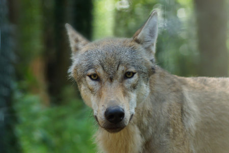 A grey wolf in rehabilitation at Devon's Escot looks at the camera, the wolves are intended to be...