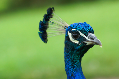 A headshot of a blue male peacock (Indian Pefowl, Pavo Cristatus) at Devon's Escot Parkの写真素材