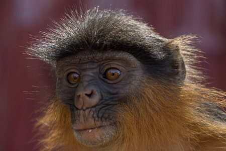Red Colobus Monkeys in Bigilo forest park located in The Gambia, West Africa
