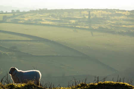 A landscape of Liskeard, Cornwall. A sheep is in the foreground.の写真素材