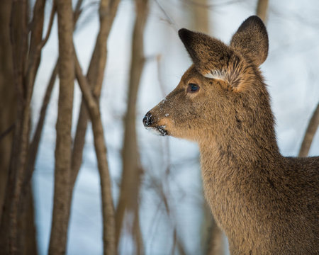 Closeup shot of  young whitetail deer の写真素材