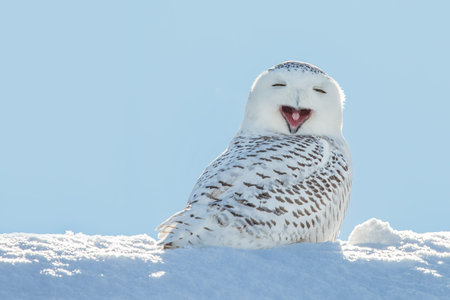 Snowy owl yawning, which makes it look like itの写真素材