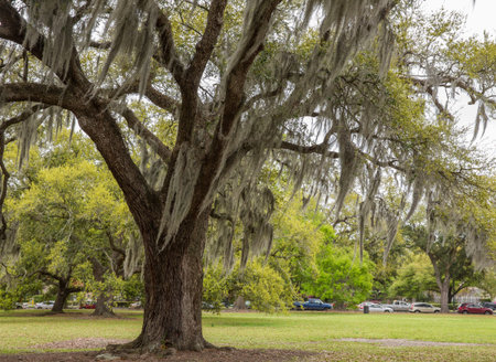 Spanish moss in tree in New Orleans, Louisiana park.  Classic Southern urban scene.の写真素材