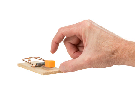 Male hand ready to pluck a large piece of cheddar cheese that is placed as bait in a mouse trap.  The classic spring mousetrap is copper and wood.  Isolated on a white background.の写真素材
