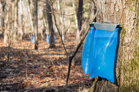 Tapping maple trees in the Spring to make maple syrup.  Selective focus on the bulging blue collection bags in the foreground.の写真素材