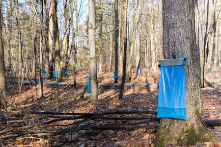 Tapping maple trees in the Spring to make maple syrup.  Blue collection bags collecting natural food using a traditional process.の写真素材