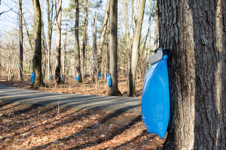Tapping maple trees in the Spring to make maple syrup.の写真素材