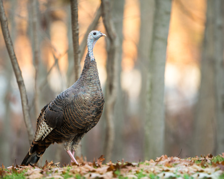 Wild turkey looking at copy space.  Close up image taken in the autumn.の写真素材