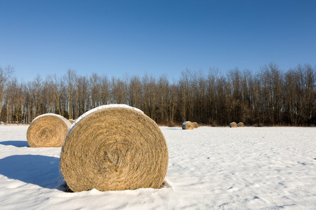 Golden hay bales in a snow covered winter field.  Rural landscape with focus on the foreground bale and copy space in the sky if needed.の写真素材