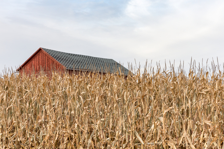 Red farm building seen behind a wall of tall dry autumn corn.  Ample copy space in sky if needed.  Concepts could include agriculture, rural life, solitude, or many others.の写真素材