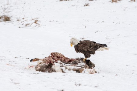Bald eagle feeding on a deer carcass in the winter snow.  Bird was photographed in the wild.  It has a serious expression and considerable detail.の写真素材