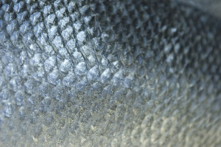 Fish scales, closeupの写真素材