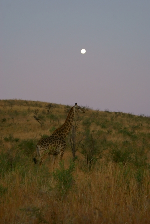 Camouflaged giraffe at twilight with moon in purple skyの写真素材