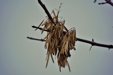 Hanging on for Dear Lifeの写真素材