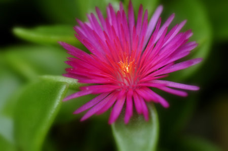 Obscure Little Flower