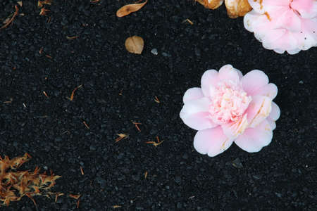 Camellia flower on the black asphalt in the garden.の写真素材