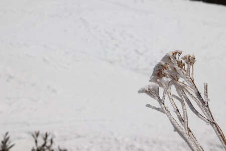 Hoarfrost on dry grass in the winter in the mountains.の写真素材