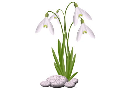 SNOWDROPSのイラスト素材