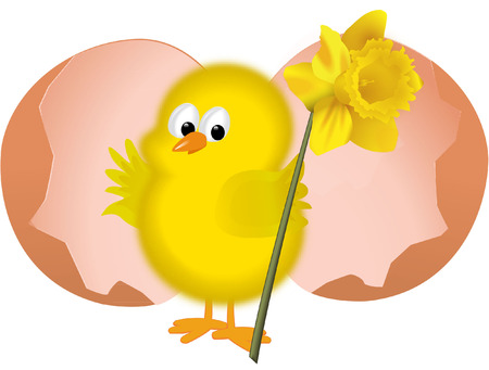 easter chick with daffodilのイラスト素材