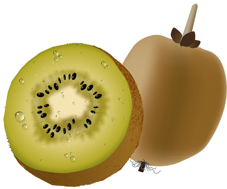 kiwi fruitのイラスト素材