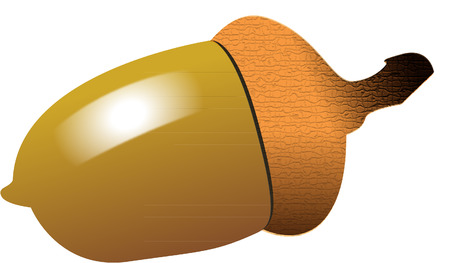 ACORN on whiteのイラスト素材