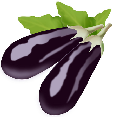 AUBERGINE のイラスト素材