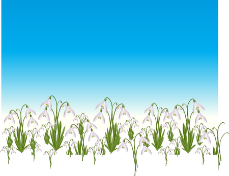 snowdropsのイラスト素材