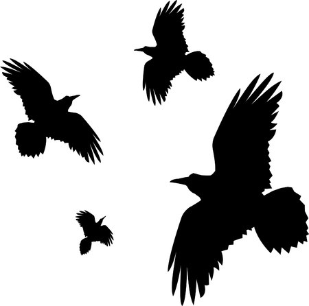 Crows birdsのイラスト素材
