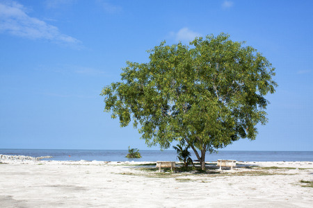 Tree with blue sky and white sandの写真素材