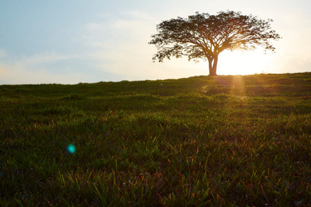 Sunset lonely silhouette treeの写真素材