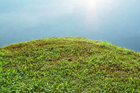 Green grass river lake at taiping,perak,Malaysia