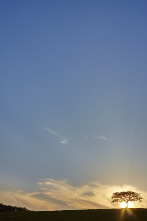 Sunset silhouette tree at Putrajaya,Malaysiaの写真素材