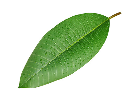 Green leaf with water droplets isolated on white background .の写真素材