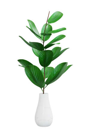 Decorative houseplant of exotic plant with ceramic pot isolated on white background,  3d renderingの写真素材