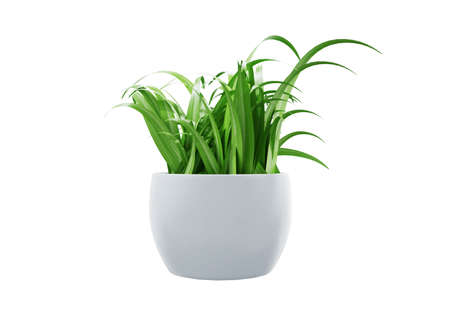Decorative houseplant of small green plant with ceramic pot isolated on white background,  3d renderingの写真素材