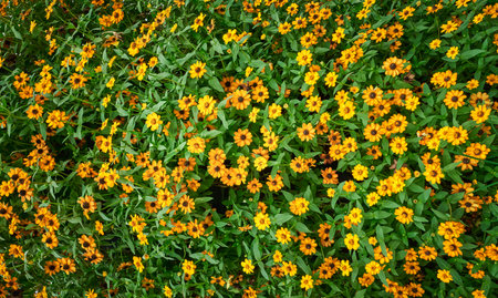 Beautiful yellow flowers daisies natural backgroundの写真素材