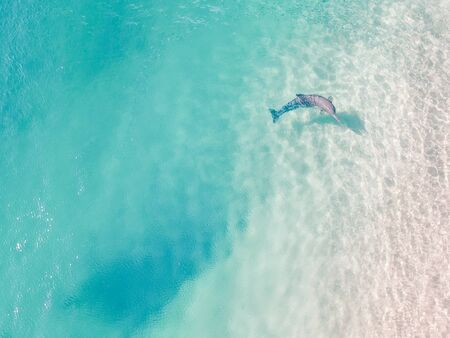 A dolphin takes a break from hunting fish to investigate the curious people on shore. Taken by drone in Queensland Australia.の写真素材