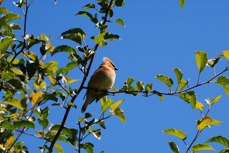 Beautiful bird on a beautiful dayの写真素材