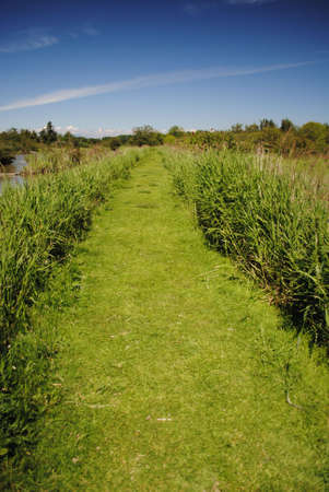 Green Roadの写真素材