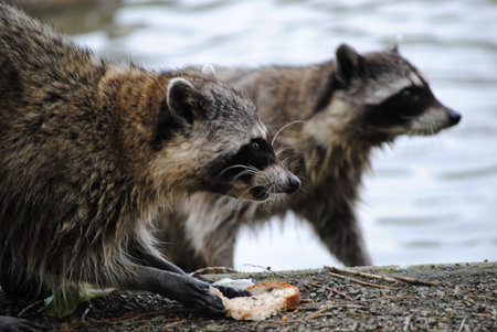 Cute Racoonsの写真素材